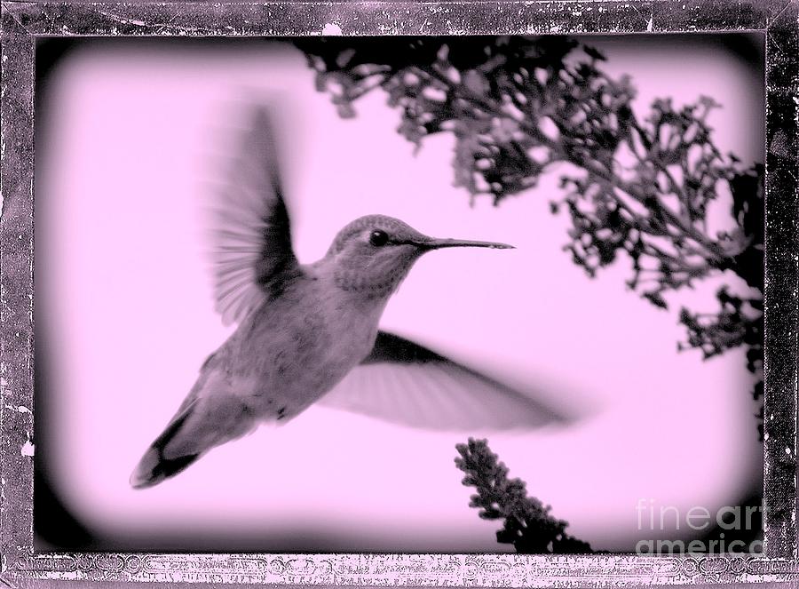 Hummingbird with Old-Fashioned Frame 2  Photograph by Carol Groenen