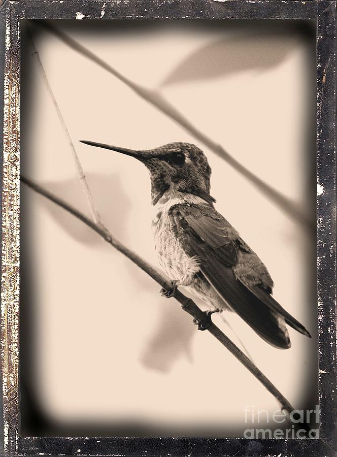 Hummingbird Photograph - Hummingbird with Old-Fashioned Frame 3 by Carol Groenen