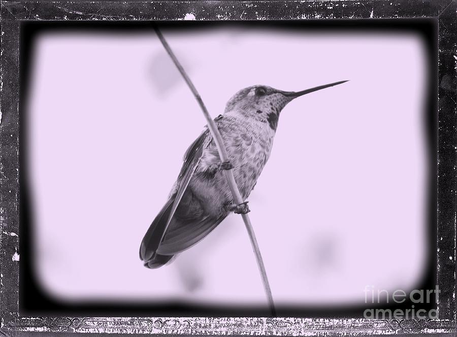 Hummingbird with Old-Fashioned Frame 4 Photograph by Carol Groenen
