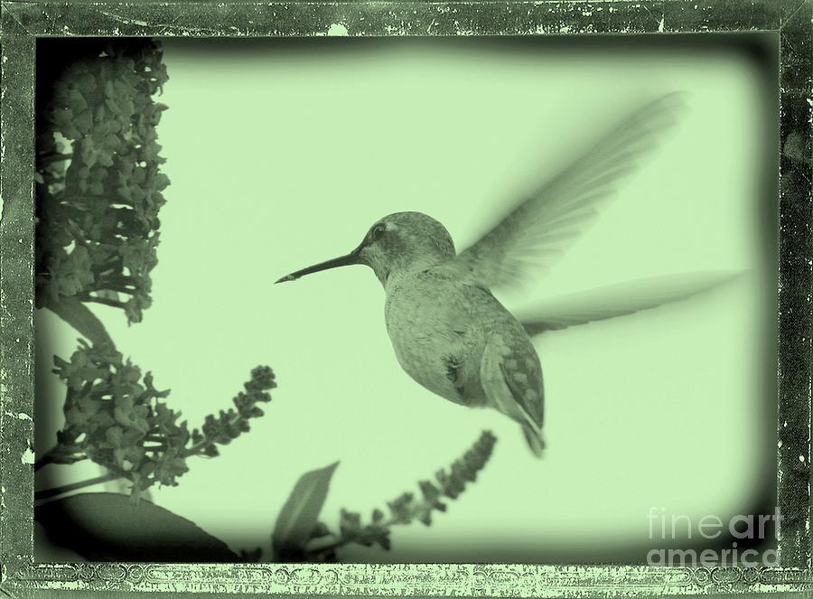 Hummingbird with Old-Fashioned Frame 5 Photograph by Carol Groenen