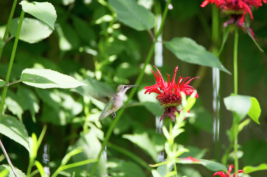 Hummingbird With Open Beak Photograph by David Stasiak