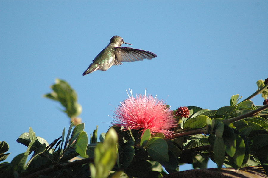Hummingbird with Pink Flower Photograph by Wanda Jesfield