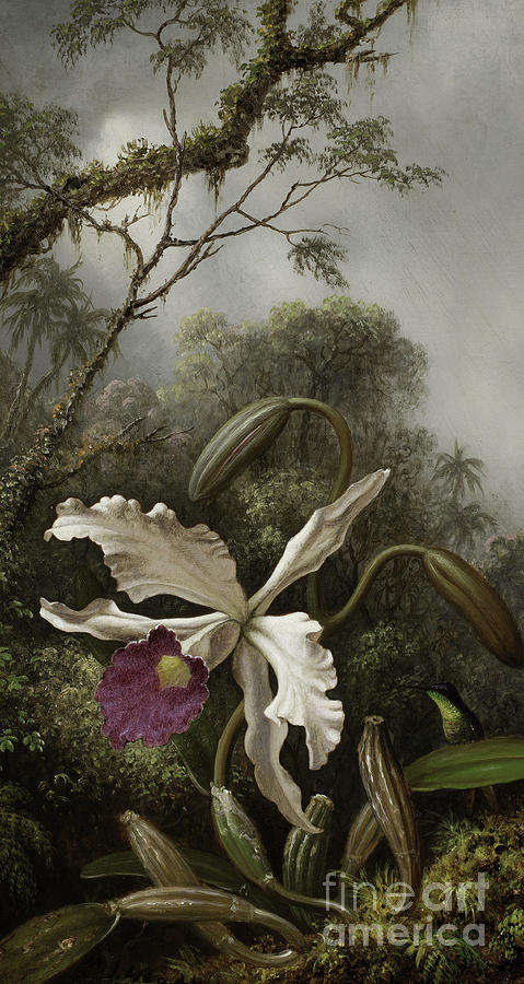 Hummingbird with White Orchid Painting by Martin Johnson Heade