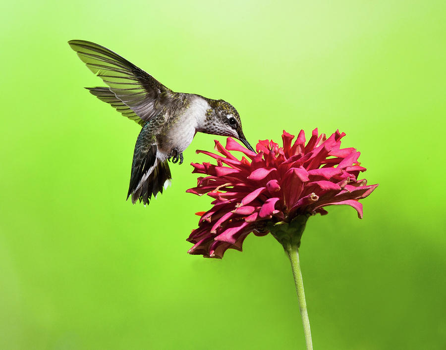 Hummingbird With Zinnia Photograph by Lara Ellis
