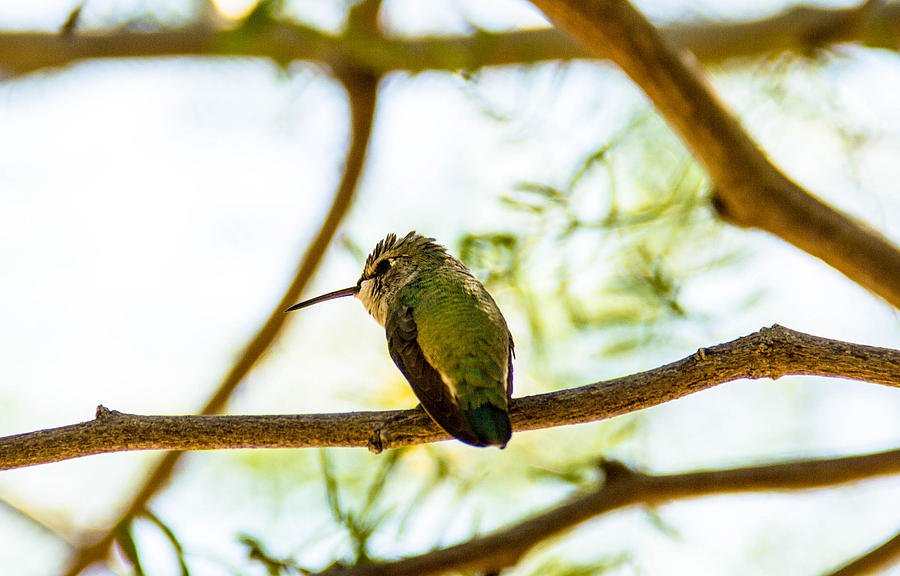 Hummingbird within Trapezoid Photograph by Amy Sorvillo