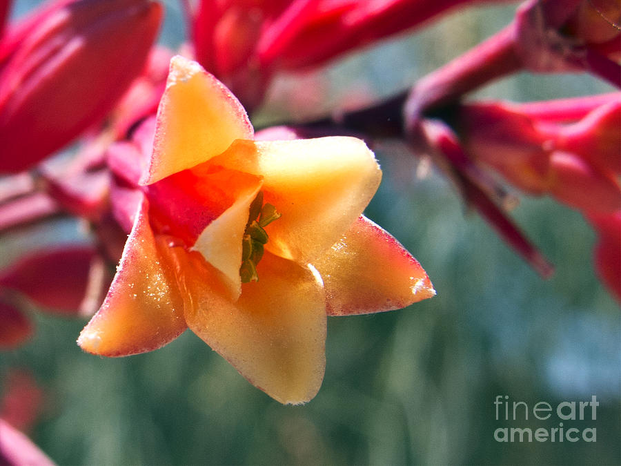 Hummingbird Yucca Photograph by Kelly Holm