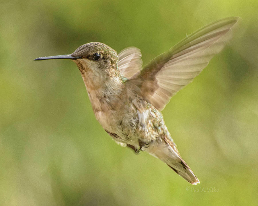 Hummingbird_06 Photograph by Paul Vitko