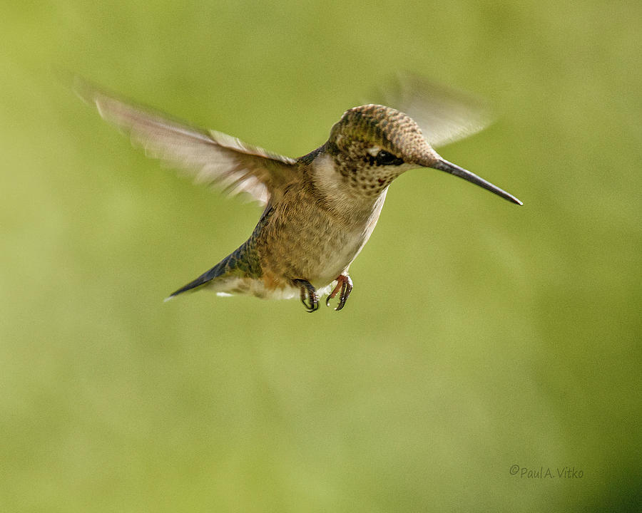 Hummingbird_07 Photograph by Paul Vitko