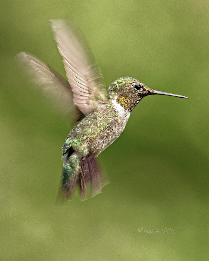 Hummingbird_08 Photograph by Paul Vitko