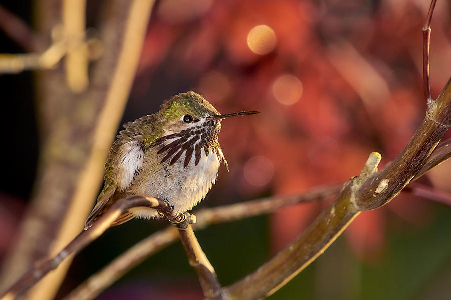 Hummingbird1 Photograph by Loni Collins