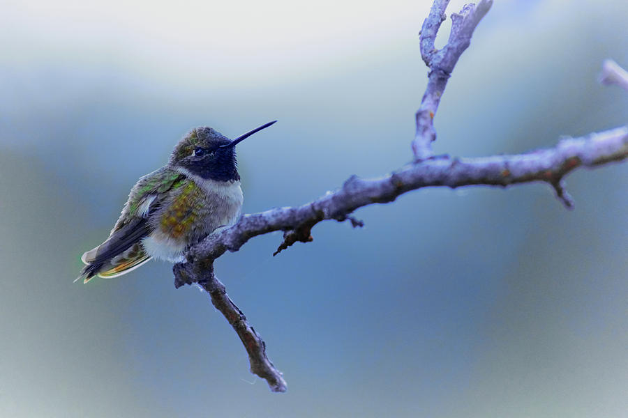 Hummingbird11 Photograph by Loni Collins