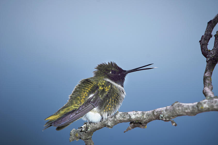 Hummingbird12 Photograph by Loni Collins