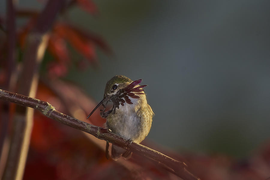 Hummingbird2 Photograph by Loni Collins