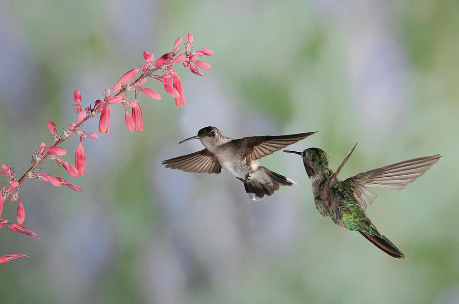 Hummingbirds Photograph by Alan Toepfer