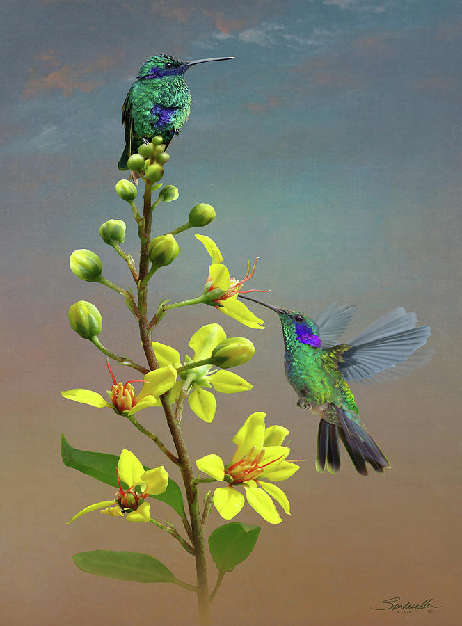 Hummingbirds and Thryallis Digital Art by M Spadecaller