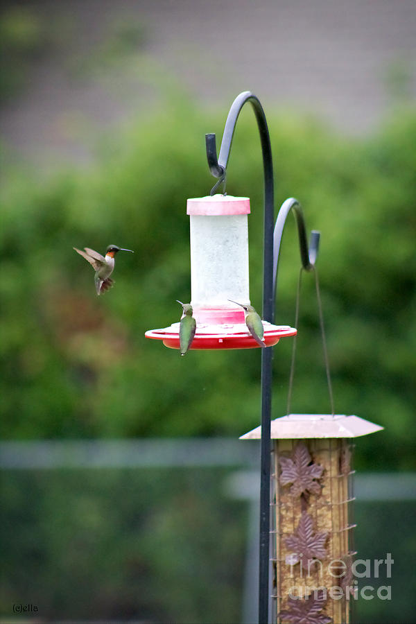Hummingbirds At Garden Feeder Photograph by Ella Kaye Dickey