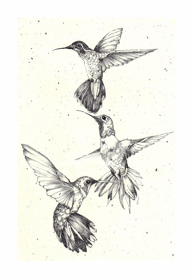 Hummingbirds Drawing by Deborah Wetschensky Fine Art America