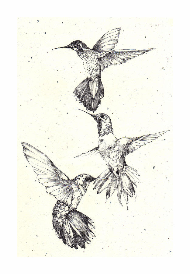 app sketch pen Hummingbirds by Drawing Deborah Wetschensky