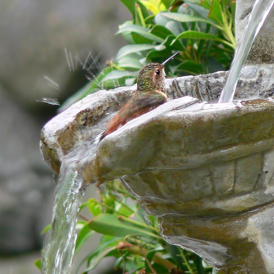 Hummingbird Photograph - Hummingbirds Do Take Baths by Jennie Marie Schell