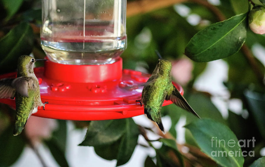 Hummingbirds Dropping In Photograph by Suzanne Luft