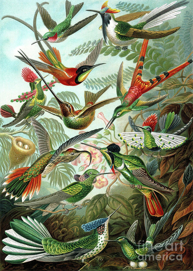 Hummingbirds Painting by Ernst Haeckel
