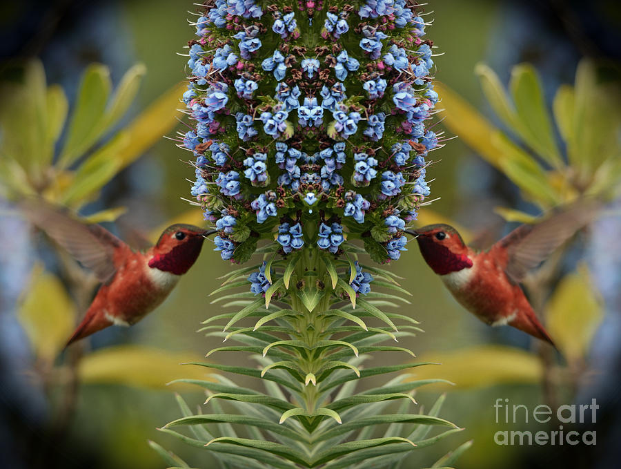 Bird Digital Art - Hummingbirds Feeding on Echium Flowers by Jim Fitzpatrick