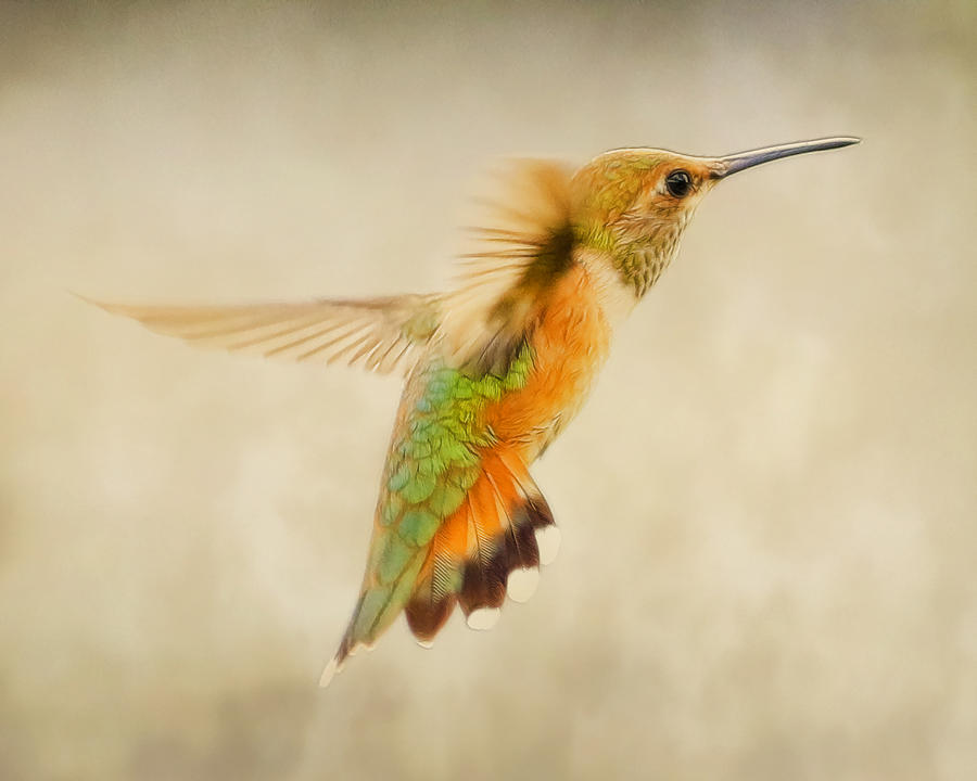 Hummingbirds Flight Photograph by Steve McKinzie