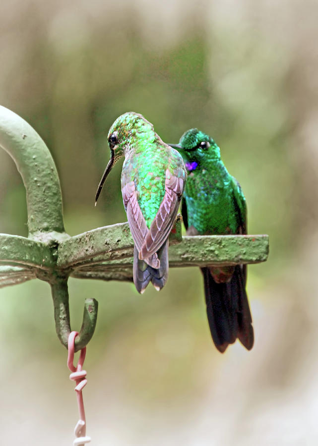 Hummingbirds in Monteverde Garden Photograph by Carolyn Derstine