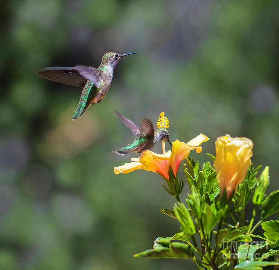 Hummingbirds Photograph by Mimi Ditchie
