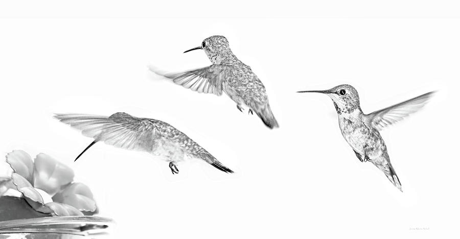 Hummingbirds Monochrome Trio Photograph by Jennie Marie Schell