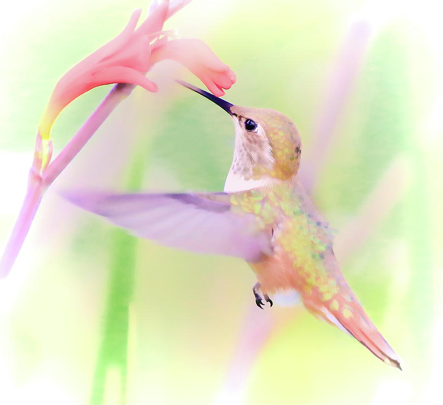 Hummingbirds Nectar Photograph by Athena Mckinzie