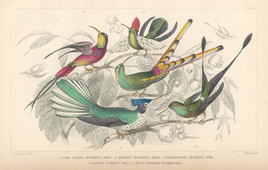 John James Audubon Drawing - Hummingbirds by Dreyer Wildlife Print Collections 
