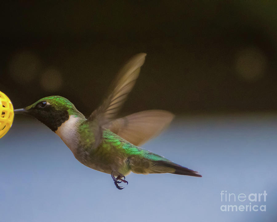 Hummingbirds  Photograph by Peggy Franz