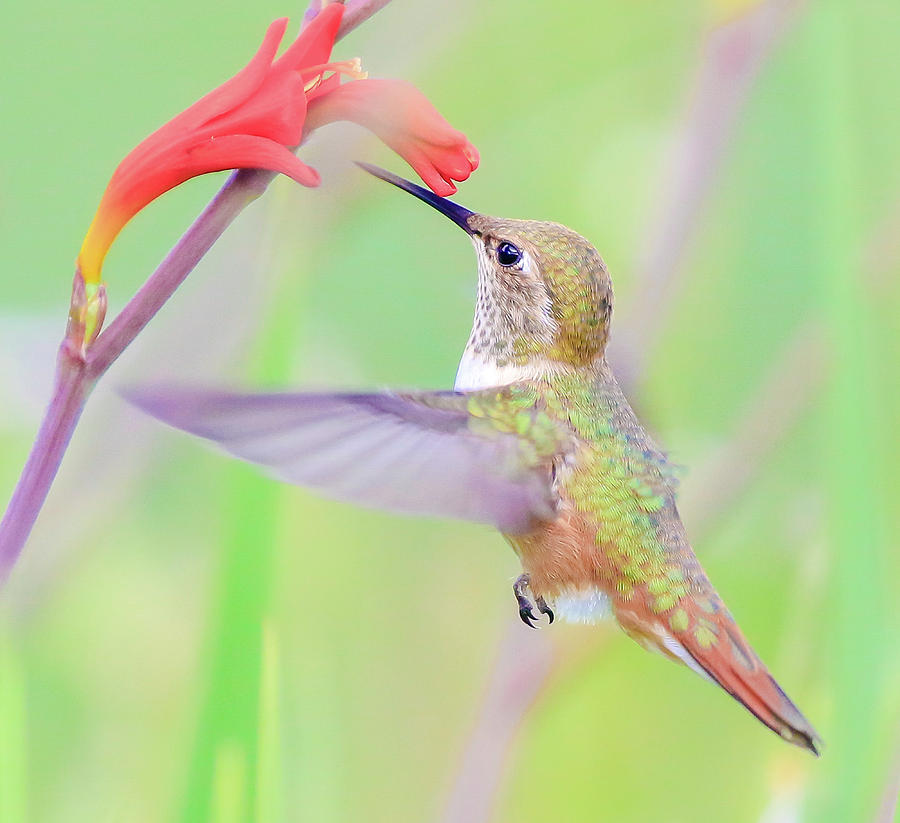 Hummingbirds Sweet Nectar Photograph by Athena Mckinzie