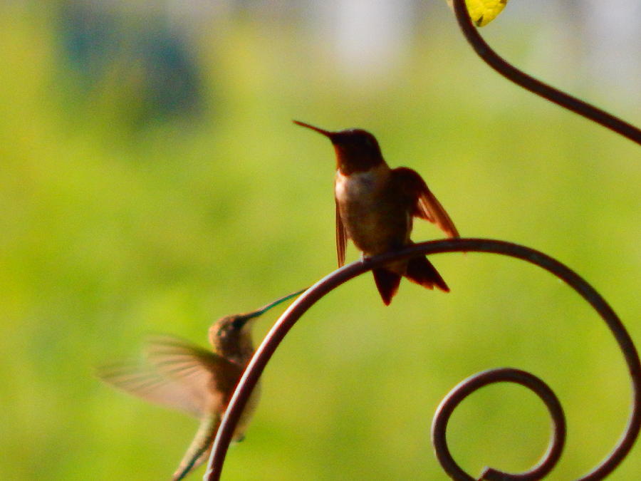 Hummingbirds Photograph by Virginia White