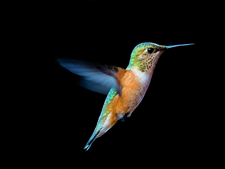 Hummming Bird Photograph by Edward Kovalsky