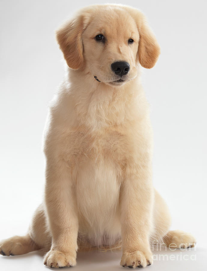 Humorous Photo of Golden Retriever Puppy Photograph by Maxim Images Exquisite Prints