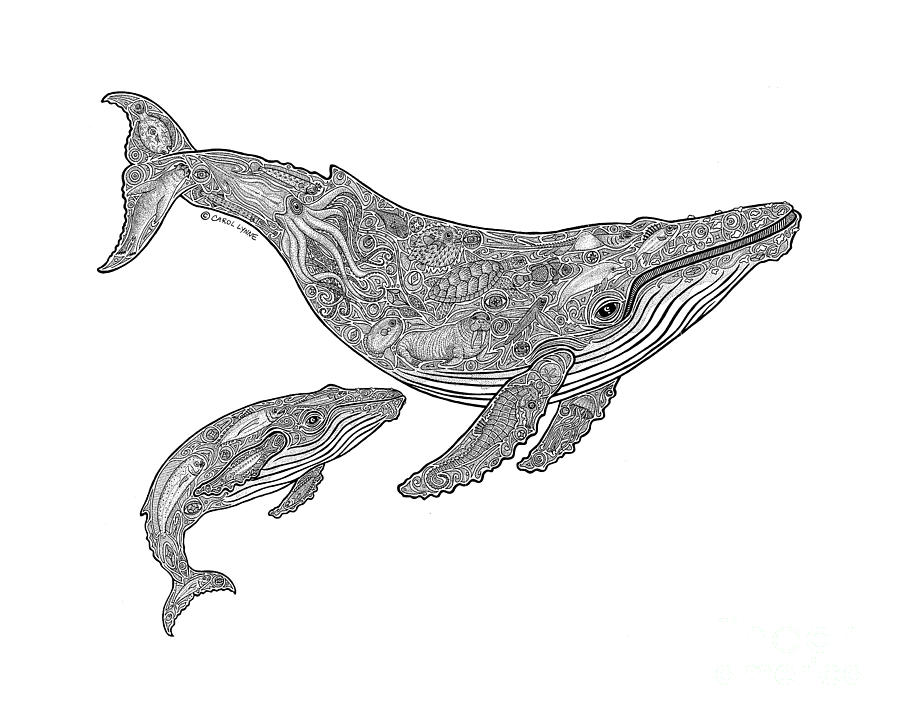 Whale Drawing - Humpback and Calf by Carol Lynne