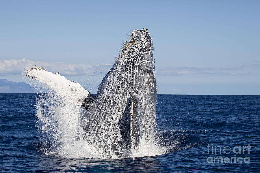 Humpback Breach - Hawaii Photograph by Dave Fleetham - Printscapes