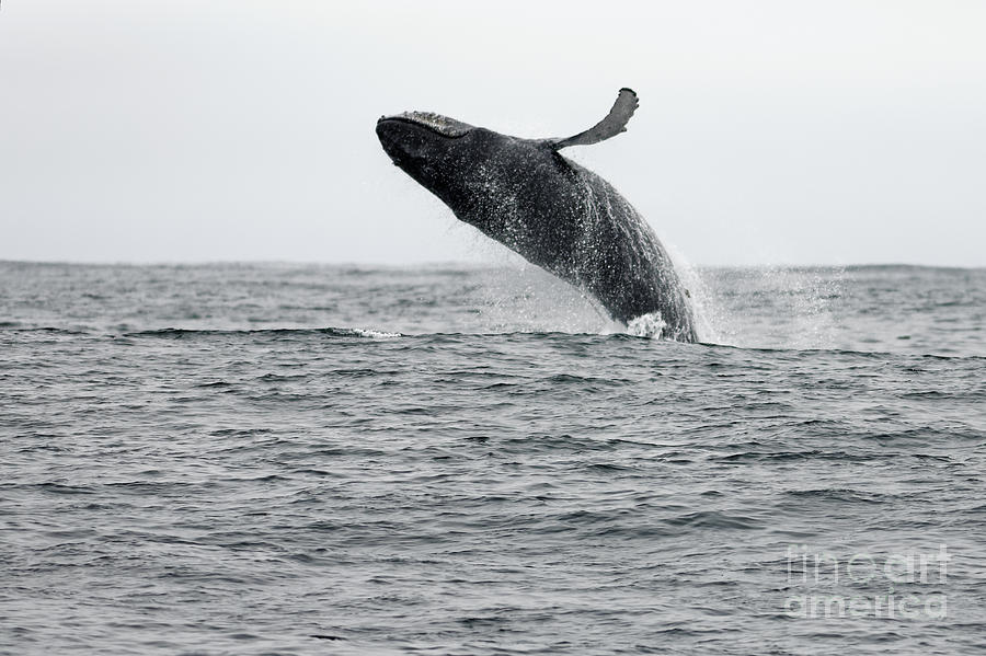 Whale Photograph - Humpback Breach by Natural Focal Point Photography