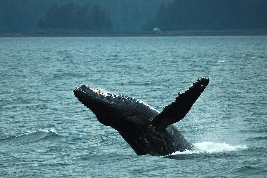 Humpback Breaching Photograph by Harry Spitz