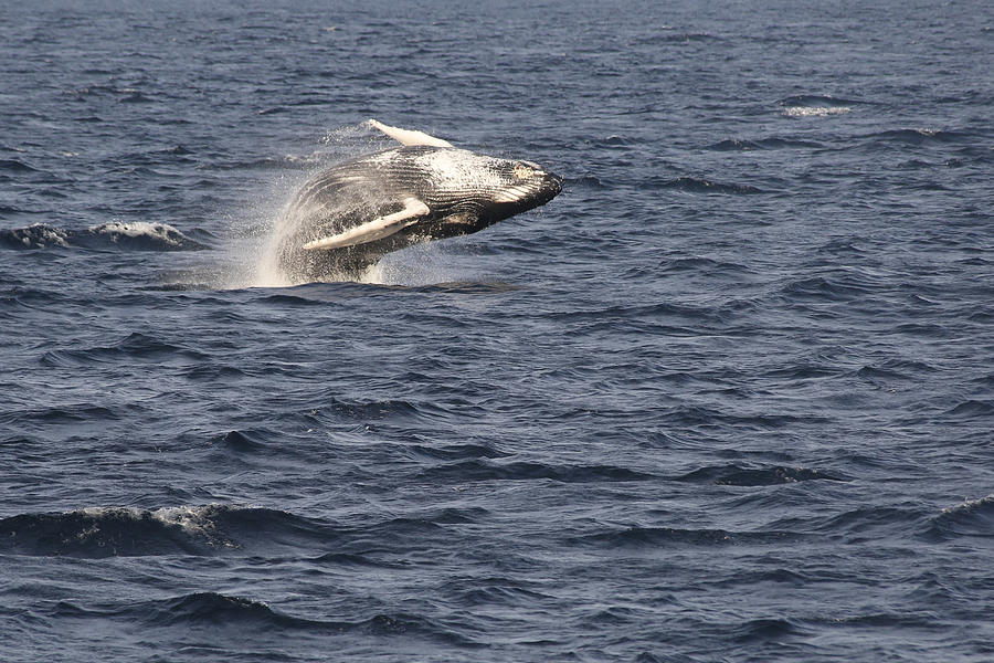 Humpback Whales, Stellwagen Bank National Marine Sanctuary #2 Photograph by Thomas Sweeney
