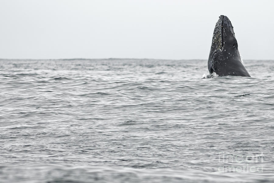 Humpback Chin Nod on the Open Sea Photograph by Natural Focal Point Photography