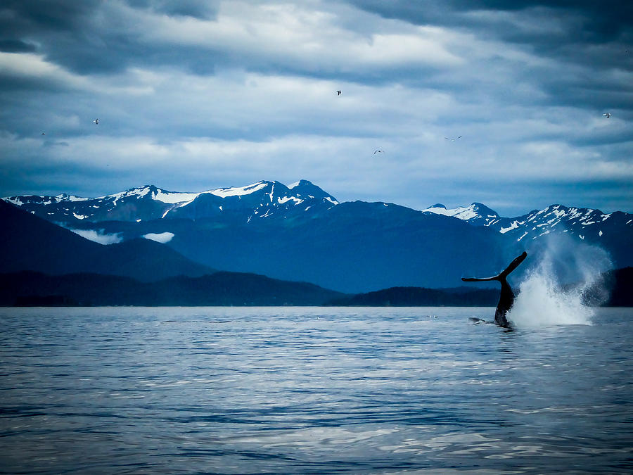 Humpback Dive Photograph by Pamela Newcomb