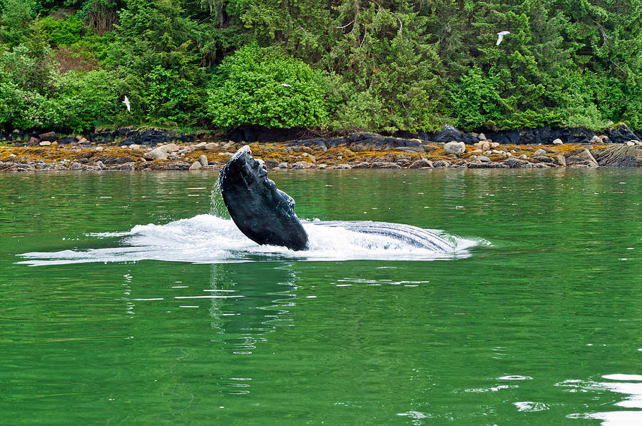 Humpback Flipper - Auke Bay Harbor - Juneau Alaska Photograph by Cathy Mahnke