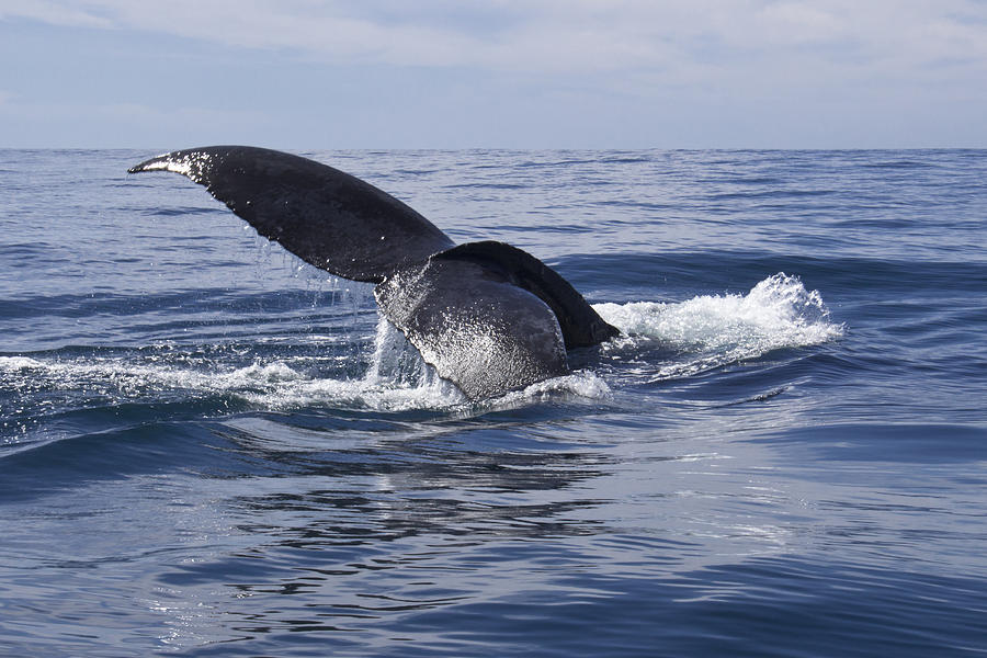 Humpback Fluke Photograph by David Valencia | Fine Art America