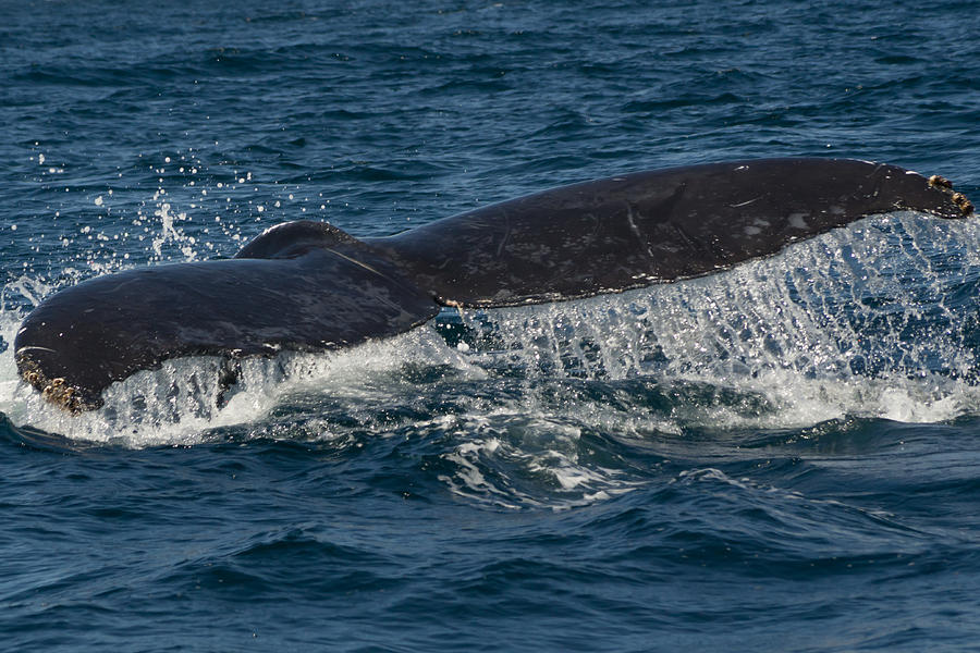 Humpback Fluke Down 2 Photograph By Frankie Grant