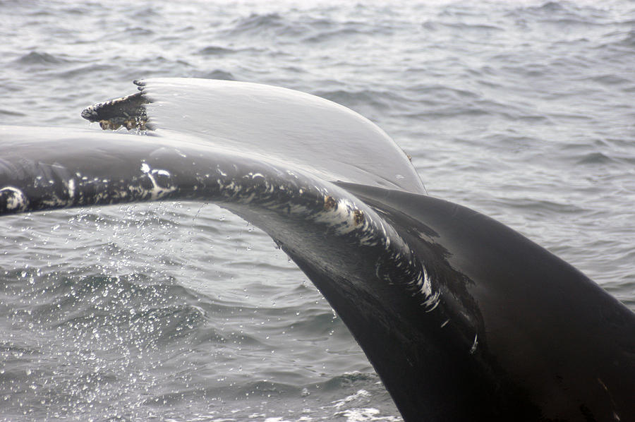 Whale Photograph - Humpback Fluke by Mirinda Kossoff