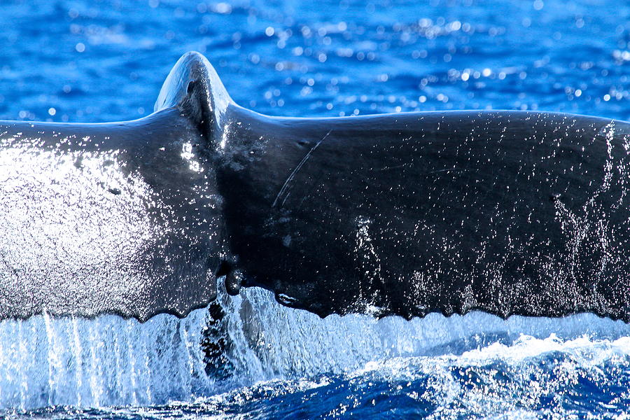 Humpback Fluke Photograph by Nan Hauser