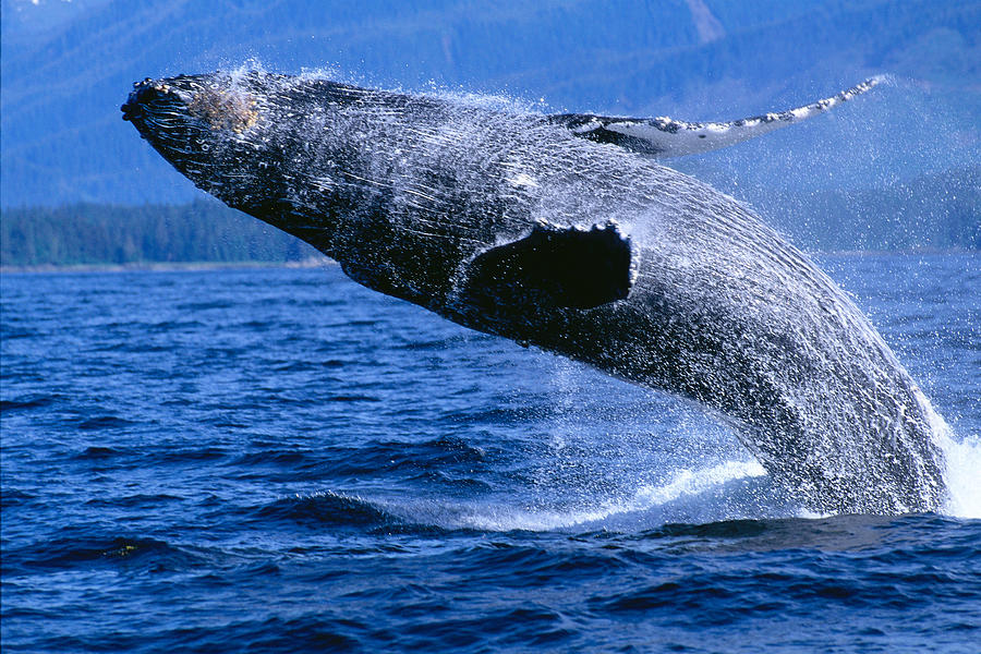 Humpback Full Breach Photograph by John Hyde - Printscapes - Fine Art ...